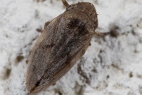 La Philne spumeuse (Homoptre - Aphrophoridae - Philaenus spumarius)